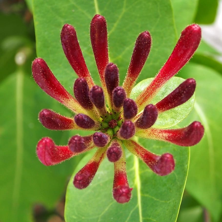 blossom, bloom, exotic, red, petals, close up, plant, honeysuckle HD wallpaper