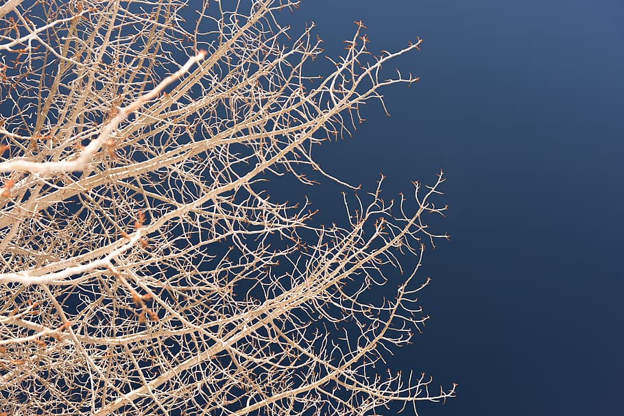 white tree, plant, nature, no people, branch, winter, bare tree HD wallpaper