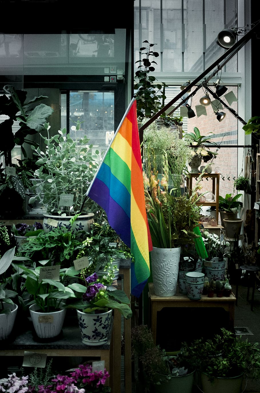 rainbow flag of the LGBTQ+ community, plant, flora, vase, jar, HD wallpaper