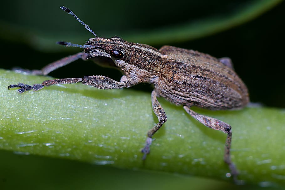 insect, macro, nature, closeup, animal themes, animal wildlife HD wallpaper