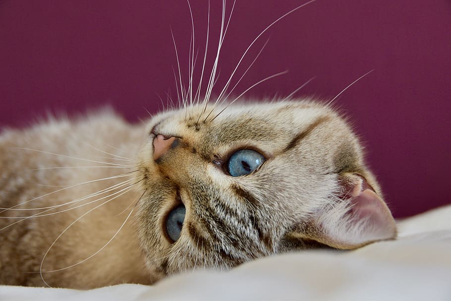 cat, eyes, look, blue, animals, fur, portrait, mammals, cute HD wallpaper