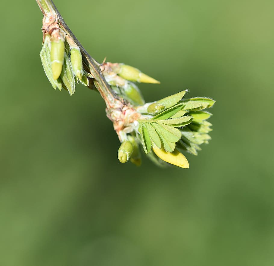 branch, tree, wild, green, nature, wood, close-up, plant, green color HD wallpaper
