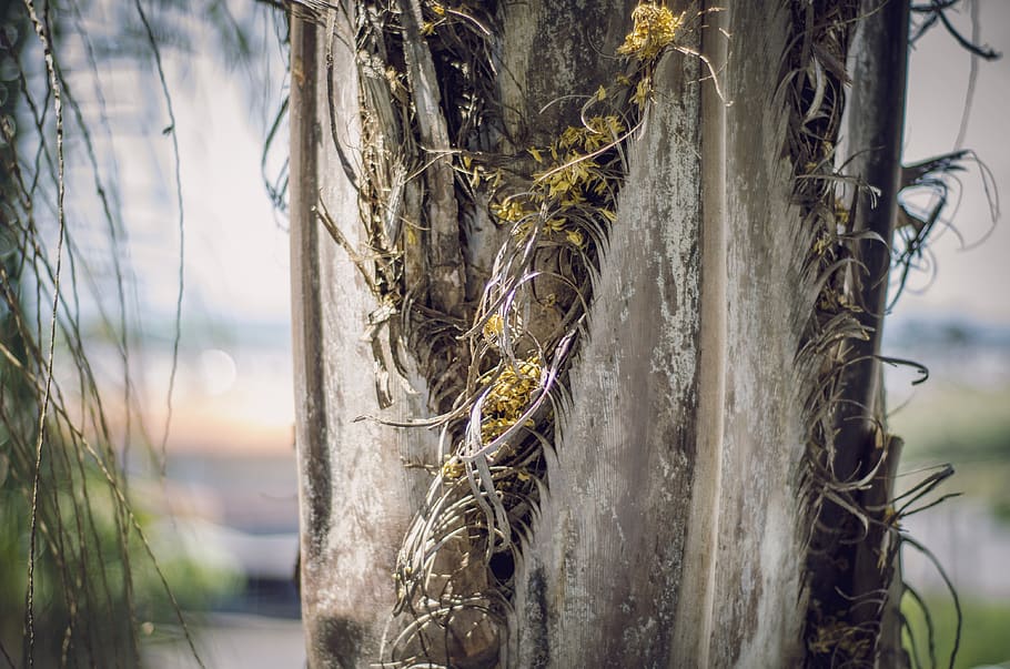 palm, palm tree, macro, plant, tree trunk, nature, day, focus on foreground HD wallpaper