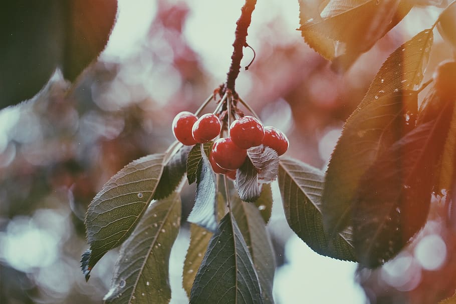 red, fruit, cherry, fresh, tree, leaf, plant, harvest, farm HD wallpaper