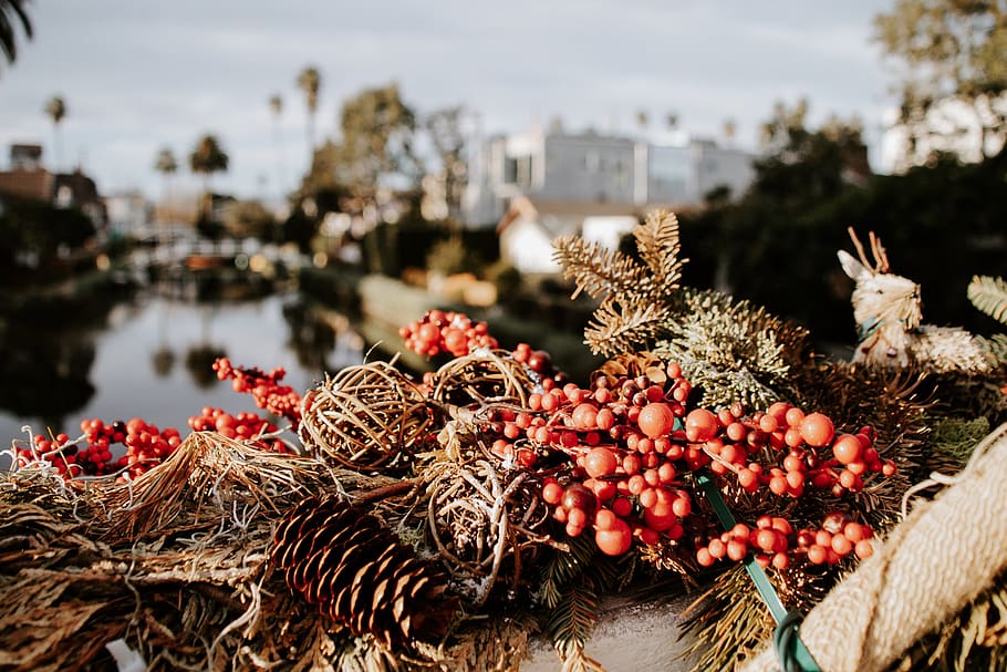 brown pine cone, plant, bush, vegetation, tree, los angeles, united states HD wallpaper