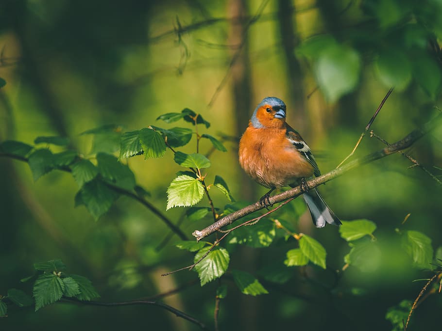 bird perched on branch, animal themes, one animal, animal wildlife HD wallpaper
