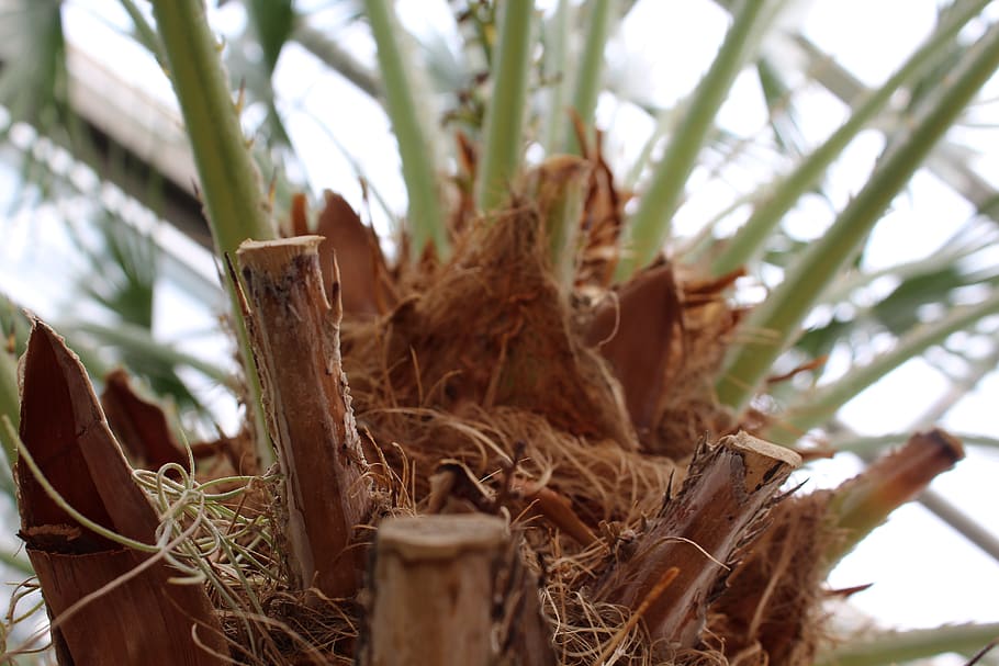 nature, palm tree, plant, no people, close-up, day, focus on foreground HD wallpaper
