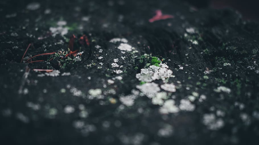 earth, tree, tree stump, nature, flower, grass, selective focus HD wallpaper