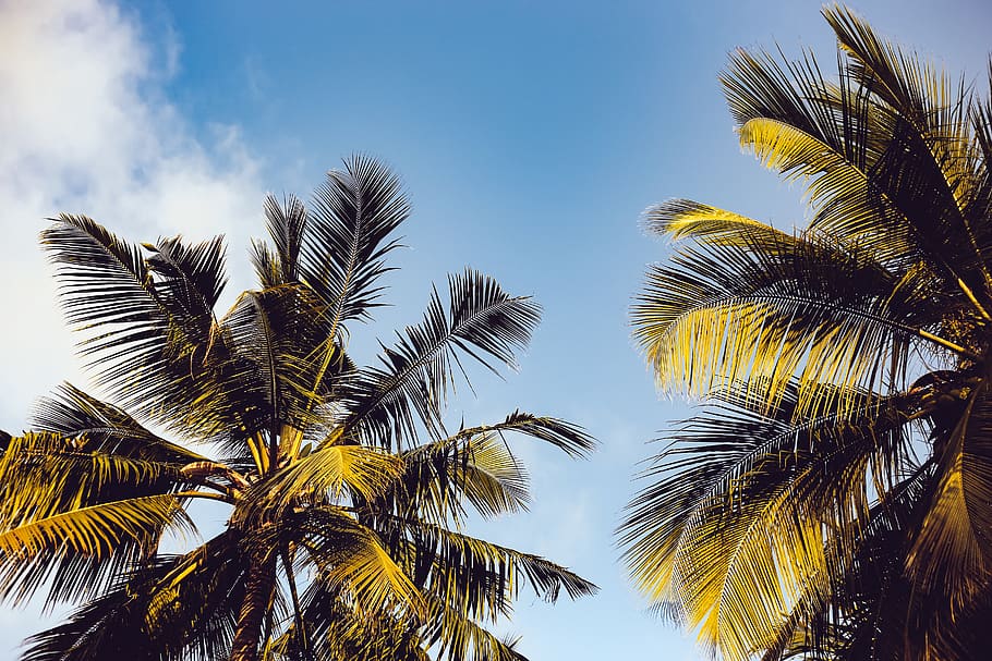 Clear Blue Sky over Two Coconut Trees, clouds, daytime, nature HD wallpaper