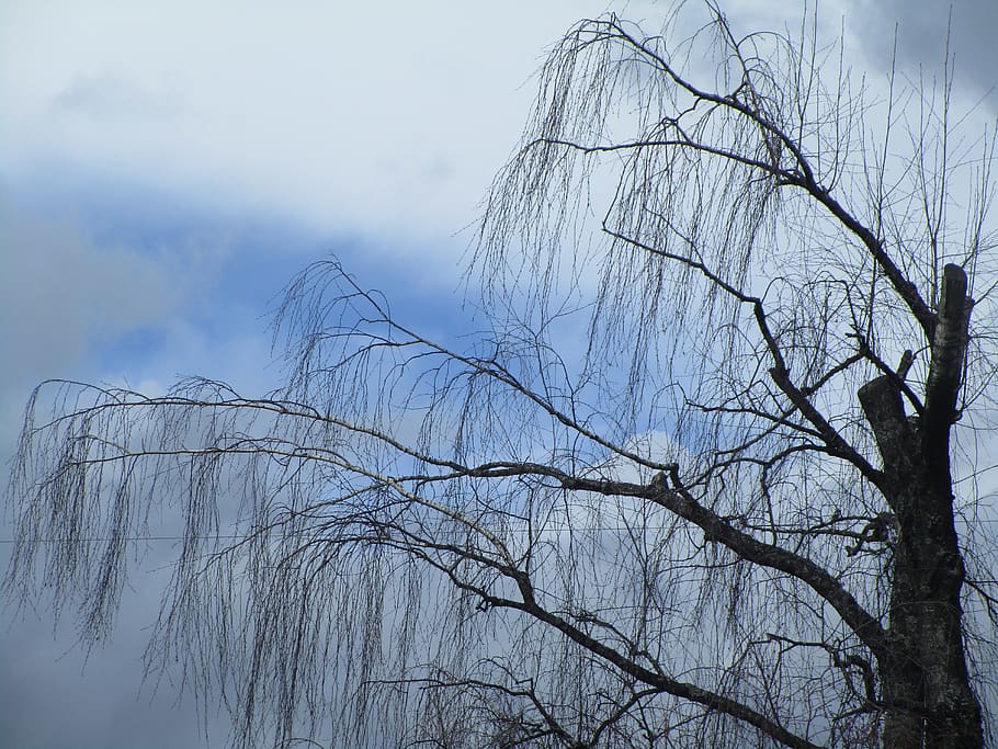 tree, blue, sky, winter, bare tree, plant, branch, nature, no people HD wallpaper