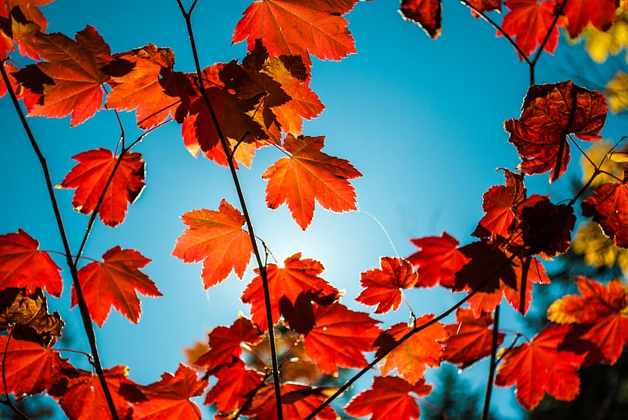 red maple leaves, autumn, plant part, leaf, change, beauty in nature HD wallpaper