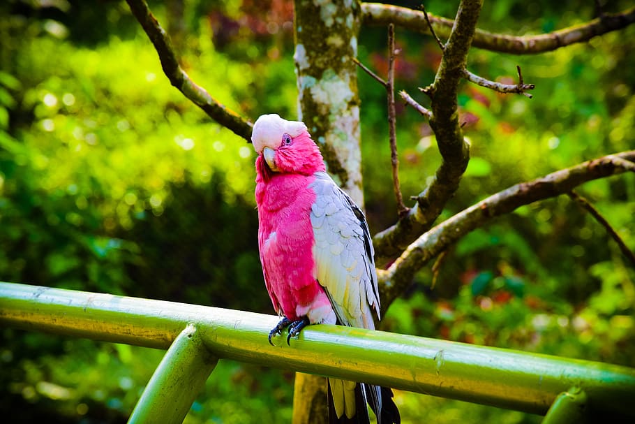 bird, forest, pink, white, nature, background, backdrop, pink bird HD wallpaper