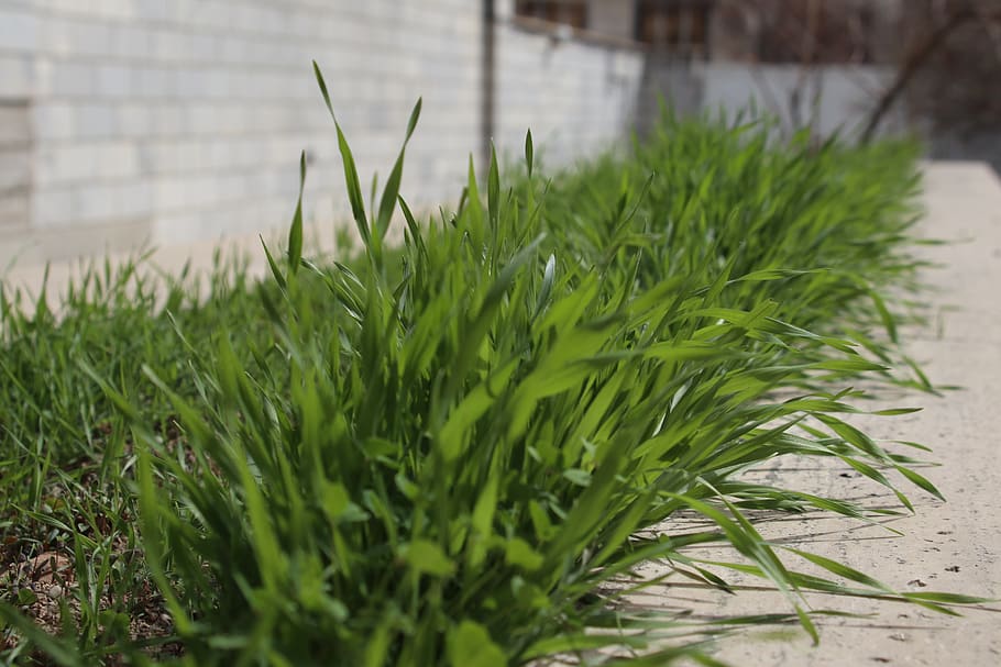 plants, green, green color, growth, nature, no people, close-up HD wallpaper