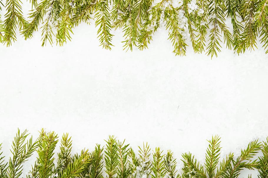 background, bright, celebration, christmas, christmas-tree HD wallpaper