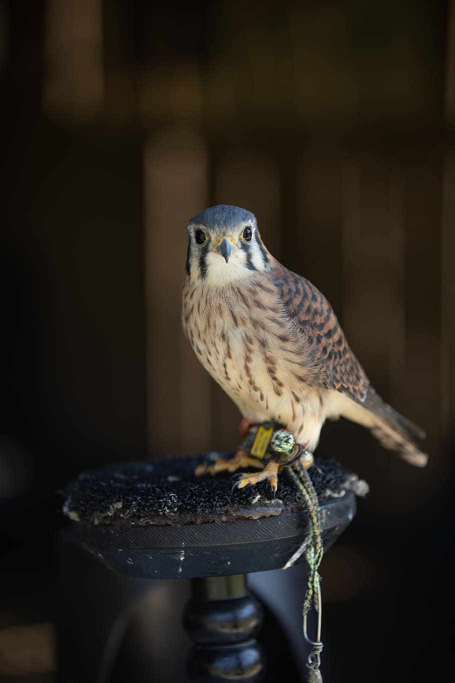 bird, hawk, perched, avian, animal themes, animal wildlife HD wallpaper