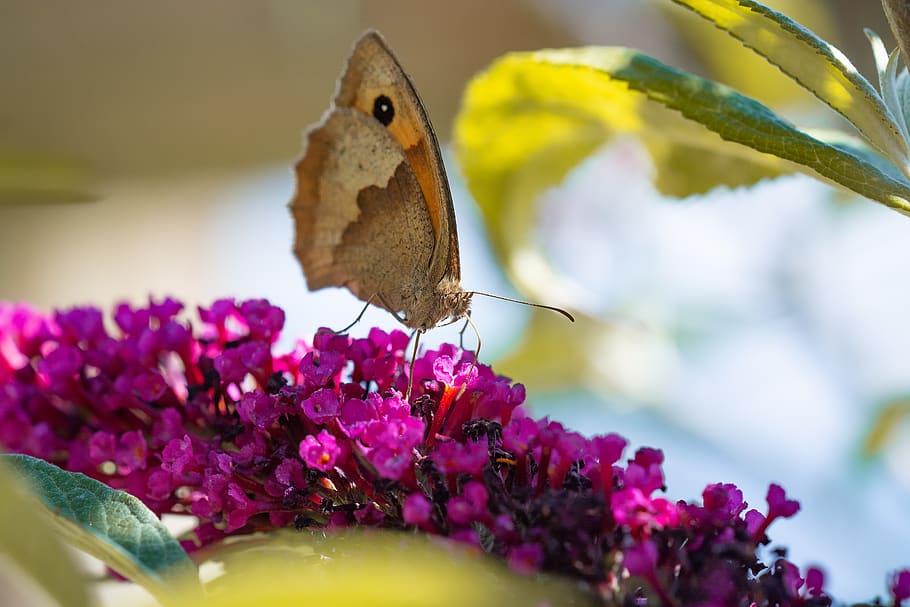 butterfly, lycaon, edelfalter, summer, lilac, summer lilac HD wallpaper