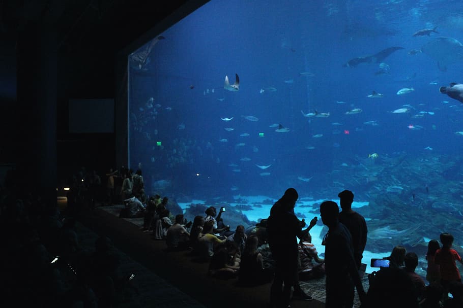 georgia aquarium, united states, atlanta, fish, water, underwater, HD wallpaper