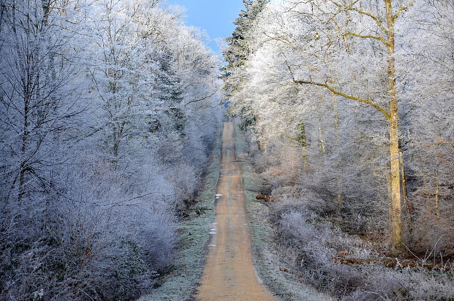 forest, frost, winter, cold, frozen, nature, white, trees, crystals HD wallpaper
