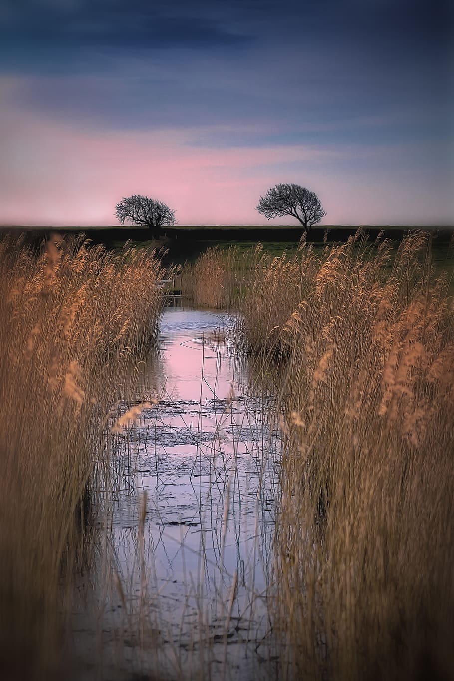 water, field, plant, sky, nature, grass, no people, reflection HD wallpaper