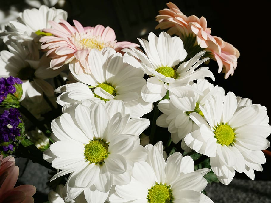 flower, flowers, nature, spring, plants, flowering, natural HD wallpaper