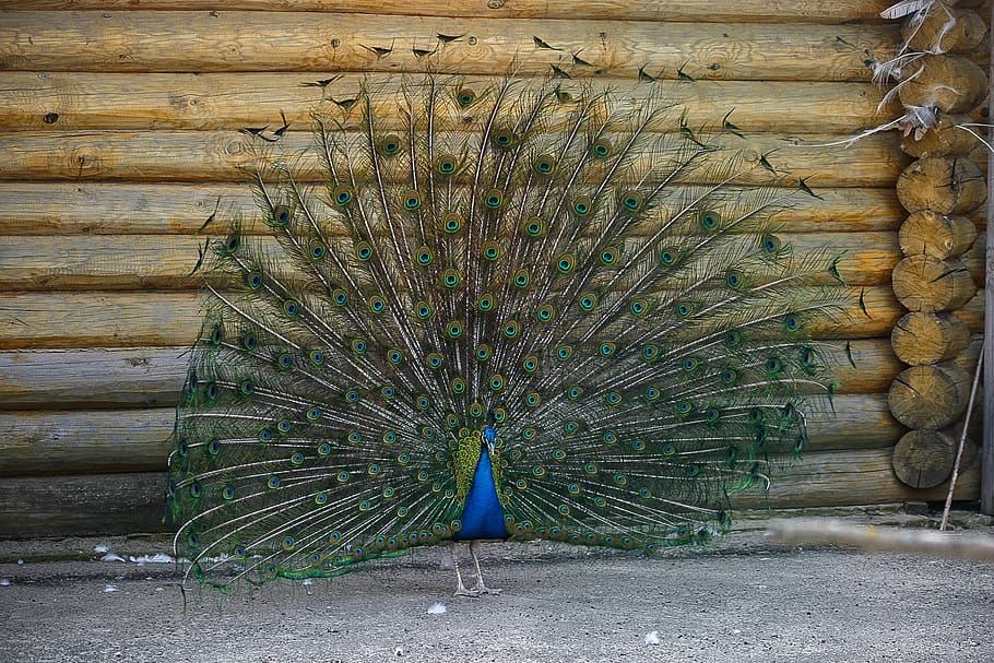 birds, wild, peacock, animal themes, one animal, animal wildlife HD wallpaper