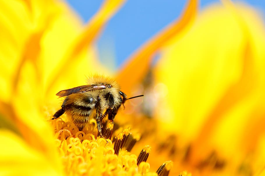 bee on flower, animal themes, insect, invertebrate, animal wildlife HD wallpaper