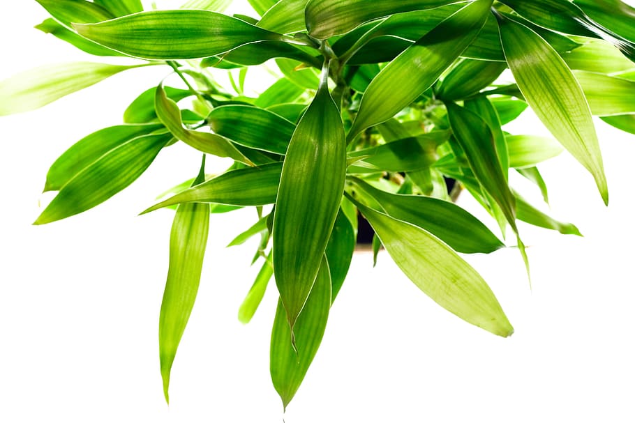 botanical, botany, flora, foliage, fresh, freshness, gray, green HD wallpaper
