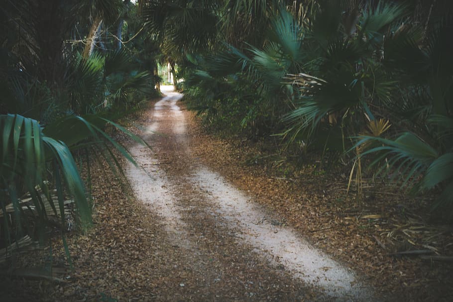 Pathway Surrounded by Green Palm Plants at Daytime, daylight HD wallpaper