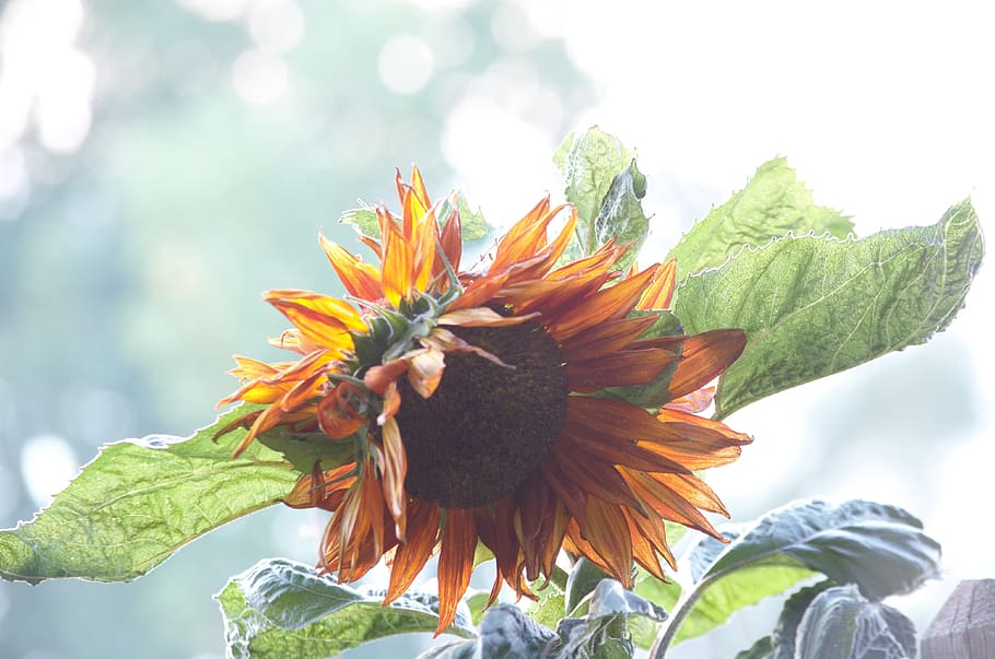 sunflower, fall, orange, garden, green, blur, plant, beauty in nature HD wallpaper