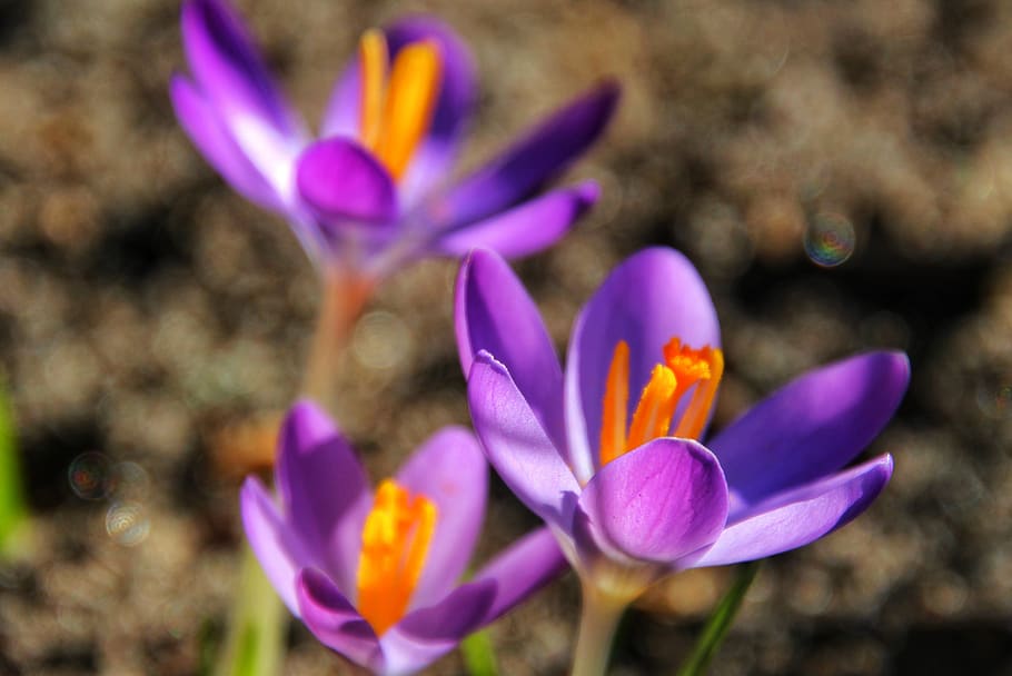 crocus, spring, purple, flowers, january, february march, early bloomer HD wallpaper