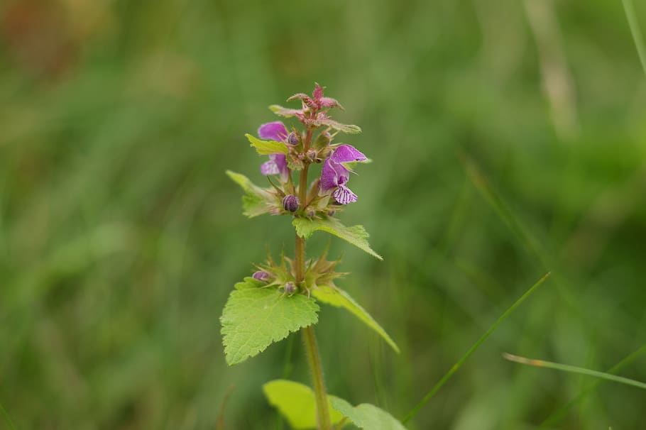 nettle, purple, meadow, summer, honey, plant, nature, flower HD wallpaper