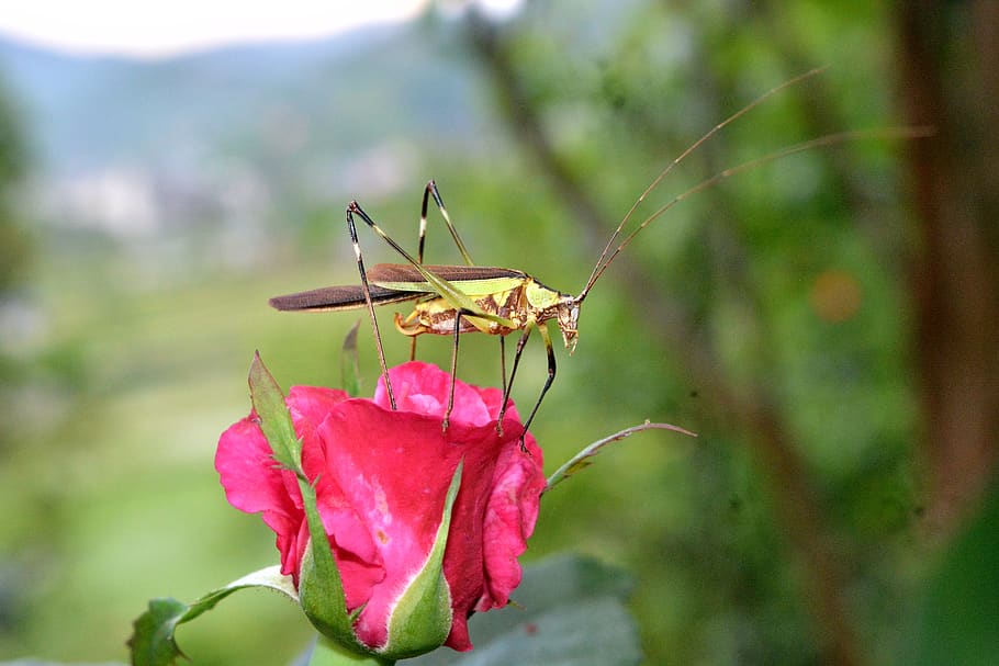 grasshopper, rose, insect, plant, flower, flowering plant, beauty in nature HD wallpaper