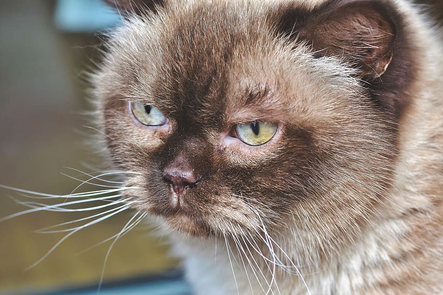 breed cat, thoroughbred, british, short hair, domestic cat HD wallpaper