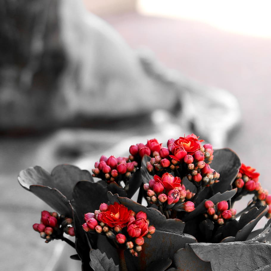 luxembourg, flower, statue, freshness, food and drink, fruit HD wallpaper