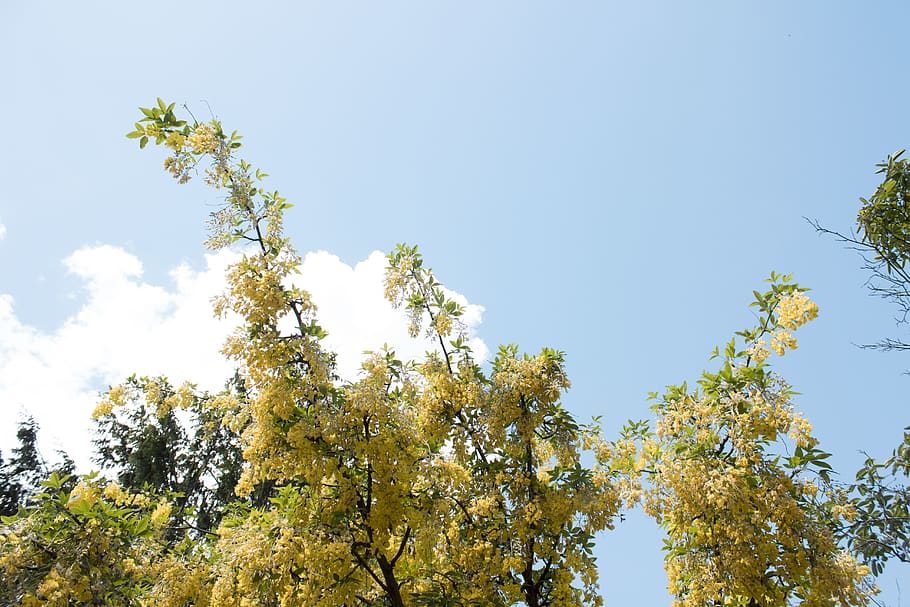 tree, sunlight, sunshine, summer, outdoor, leafe, natural, look up HD wallpaper