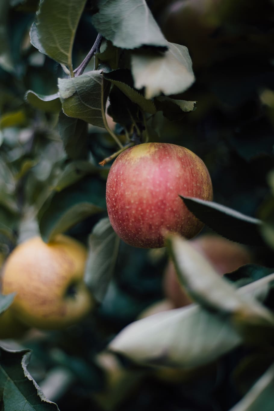 red apple fruit, flora, plant, ivy, peach, produce, food, united states HD wallpaper