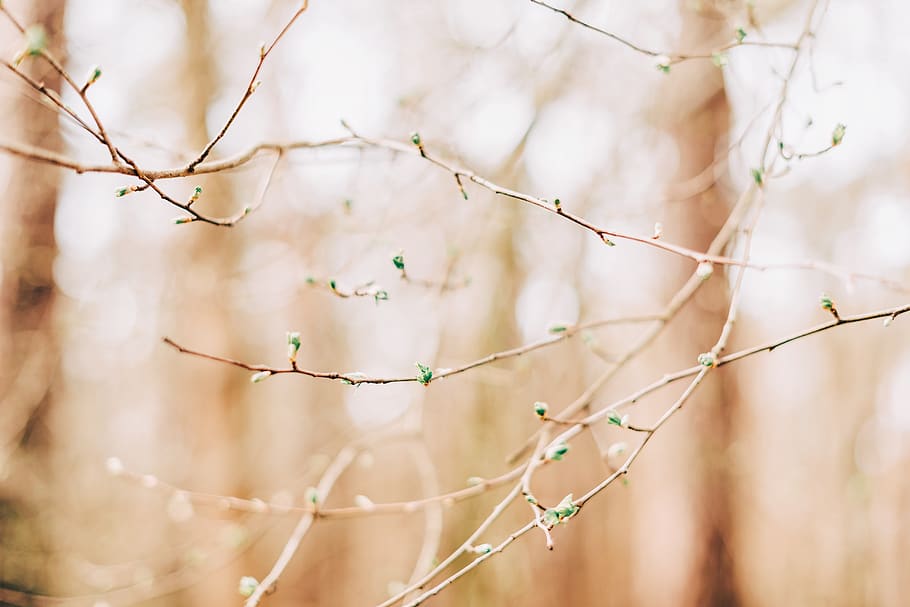 warm, green, spring, forest, tree, focus on foreground, plant HD wallpaper