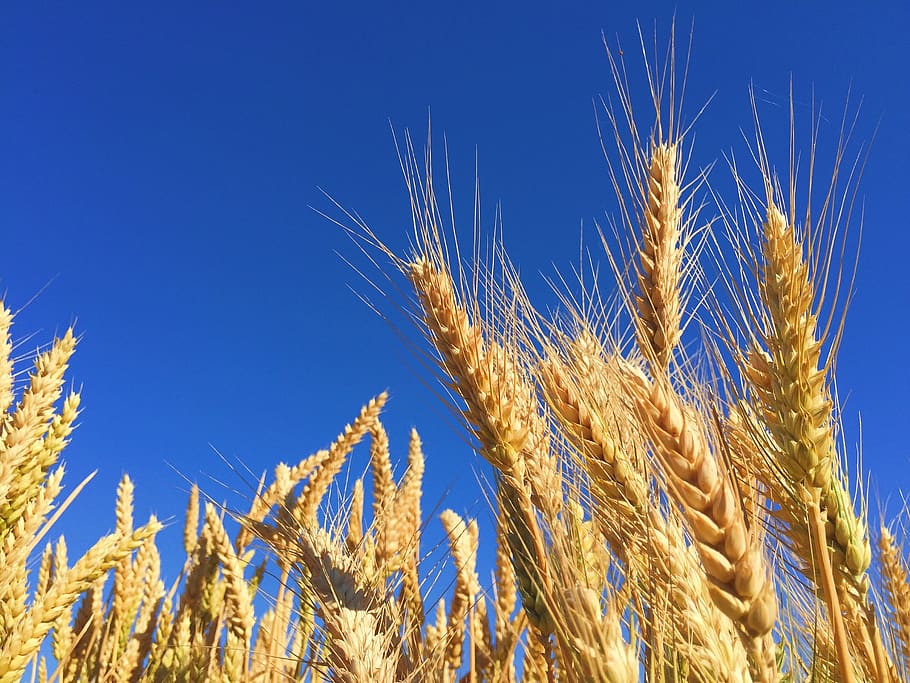rye, ears, spicas, grain, agriculture, harvest, crop, cereal HD wallpaper