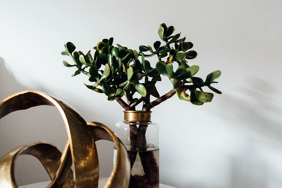 green-leafed plant, plant part, indoors, nature, no people, vase HD wallpaper