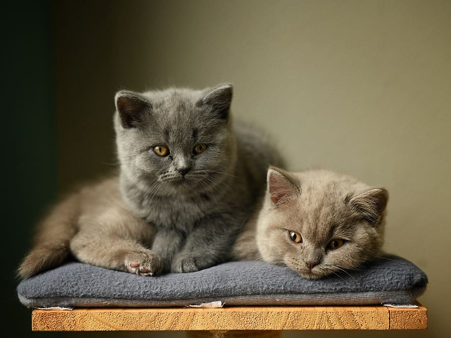 two cats on gray petbed, mammal, domestic, pets, animal, domestic cat HD wallpaper