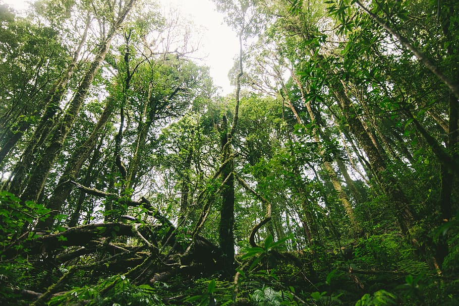 green tree on the forest, plant, growth, land, tranquility, beauty in nature HD wallpaper