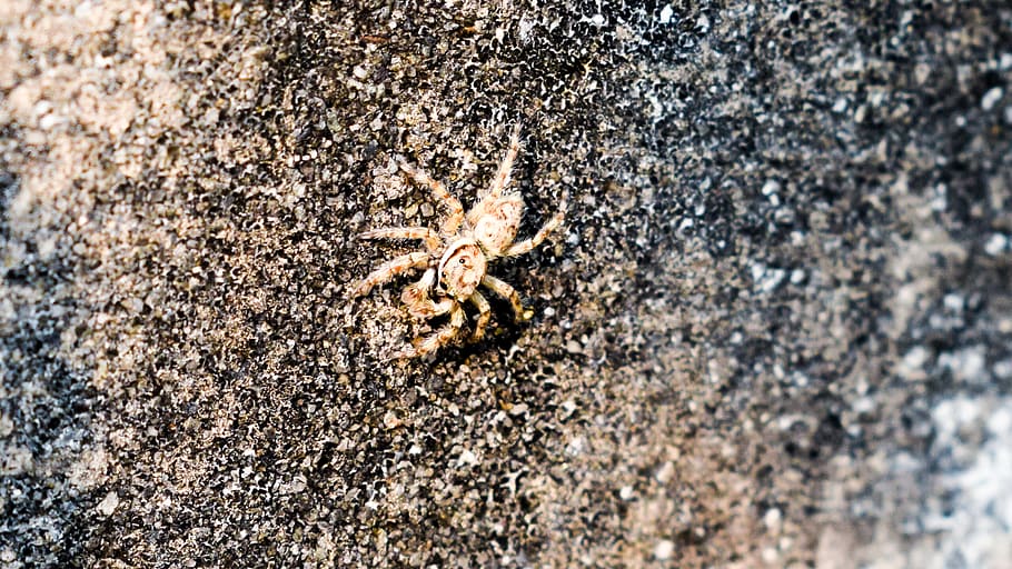 spider, macro, grainy, animal wildlife, animals in the wild HD wallpaper