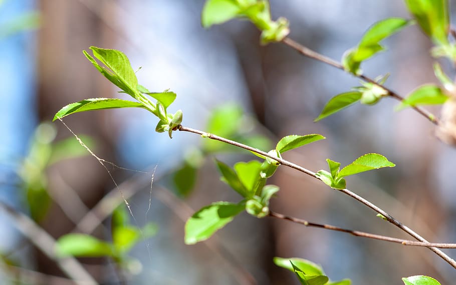 bush, spring, green, foliage, branches, nature, plant, flora HD wallpaper