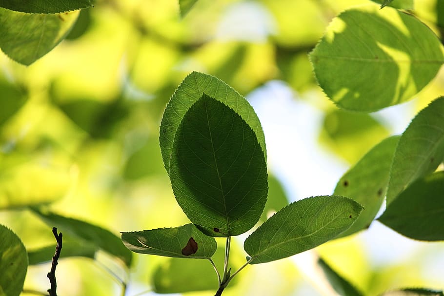 shadow, leaves, branches, nature, canopy, summer, green, foliage HD wallpaper