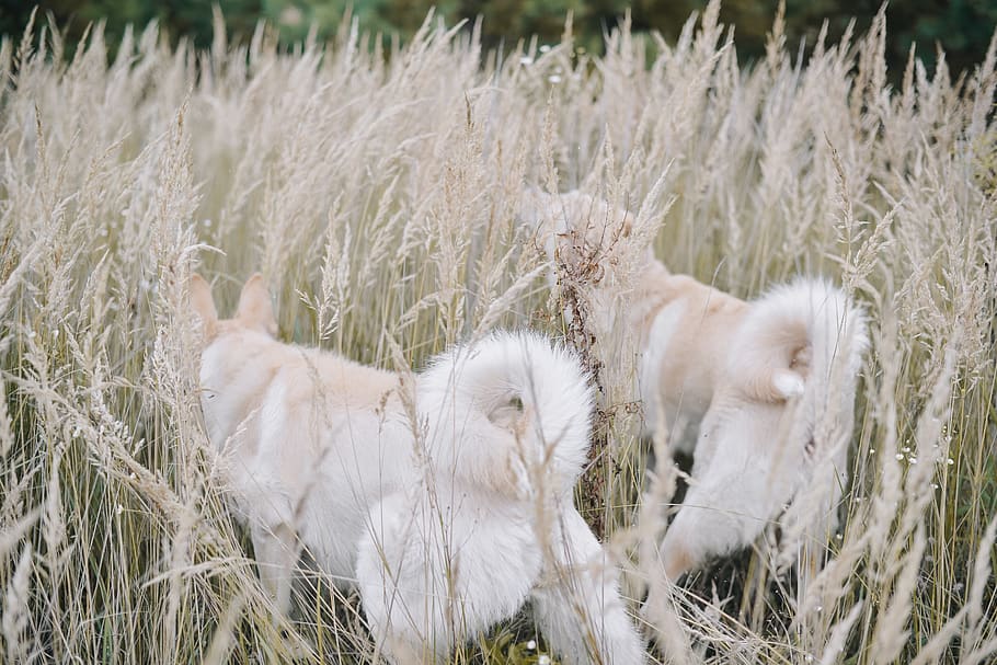 long-coated white dogs, plant, grass, pet, mammal, canine, animal HD wallpaper