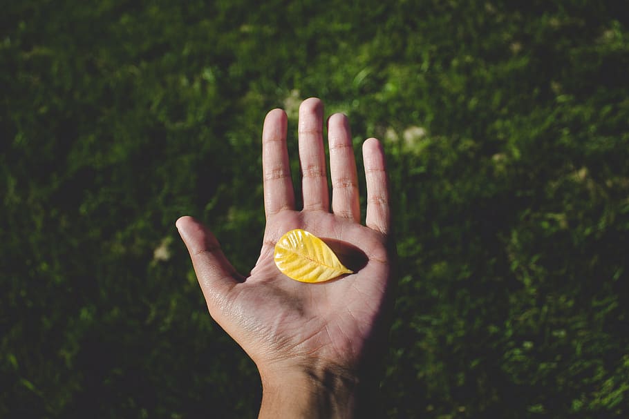 green, grass, leaf, fall, autumn, hand, human hand, human body part HD wallpaper