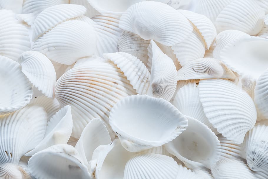 beach, shells, white, sand, sea, nature, water, holiday, coast HD wallpaper