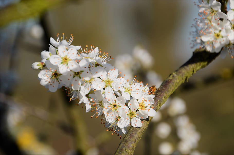 cherry, tree, branch, japanese, white, flowering, fulfillment HD wallpaper
