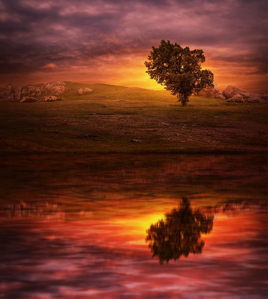 sunset, tree, lake, reflection, sunrise, sky, wave, landscape HD wallpaper