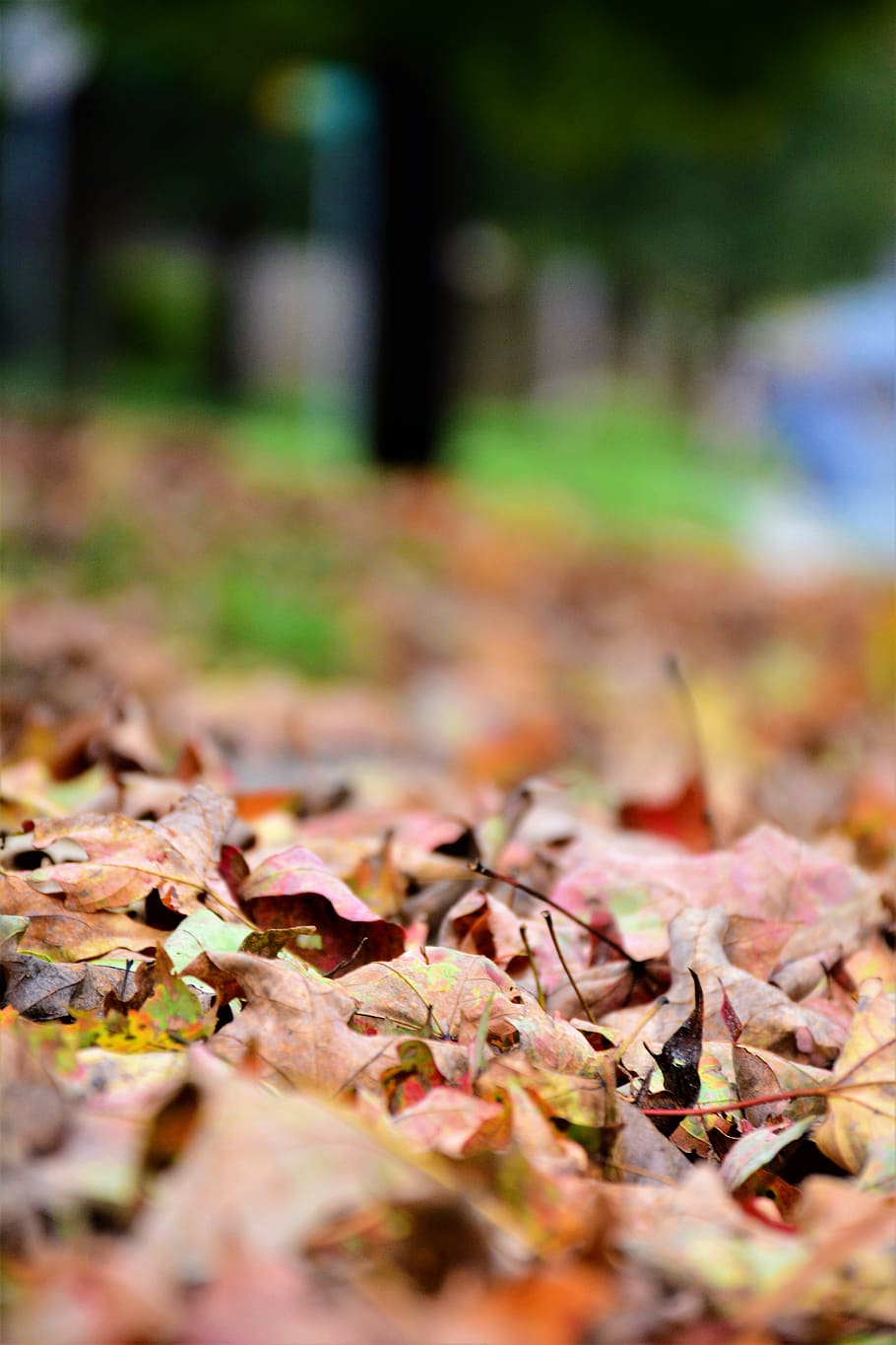 plant, leaf, ground, tree, photography, face, maple leaf, female HD wallpaper
